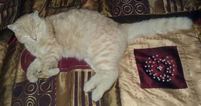 Прикрепленное изображение: рыжий.jpg